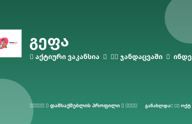 Sheni ვაკანსია